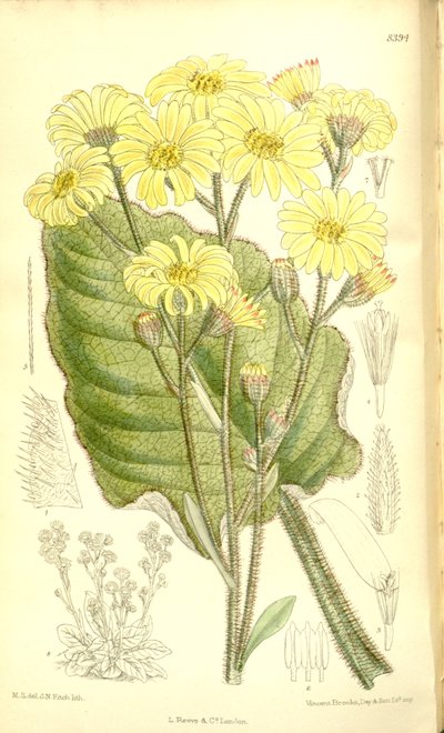 Senecio saxifragoides by Matilda Smith